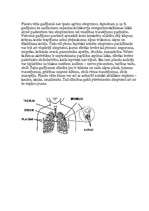 Konspekts 'Plaušas', 2.