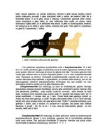 Referāts 'Starplokusu mijiedarbības veidi - epistāze, komplementaritāte, polimērija', 2.