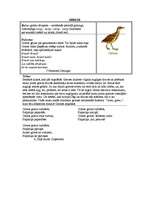 Referāts 'Grieze', 1.