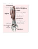 Paraugs 'Kustības "Plaukstas rotācija ar pirkstu saliekšanu" anatomiskais raksturojums', 5.