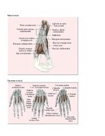 Paraugs 'Kustības "Plaukstas rotācija ar pirkstu saliekšanu" anatomiskais raksturojums', 6.