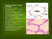 Prezentācija 'Alveola, surfaktanta veidošanās un noārdīšanās, aerohematoloģiskā barjeras morfo', 6.