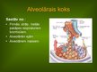 Prezentācija 'Alveola, surfaktanta veidošanās un noārdīšanās, aerohematoloģiskā barjeras morfo', 7.