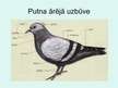 Prezentācija 'Putni', 7.