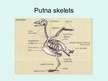 Prezentācija 'Putni', 8.