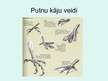 Prezentācija 'Putni', 12.