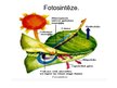 Prezentācija 'Fotosintēze', 1.