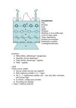 Referāts 'Lekcijas mārketingā', 1.