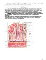 Konspekts 'Gremošana', 5.