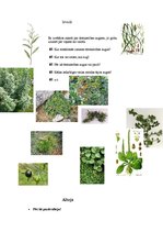 Referāts 'Ārstniecības augi', 1.