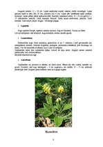 Referāts 'Ārstniecības augi', 6.