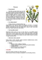 Referāts 'Ārstniecības augi', 13.