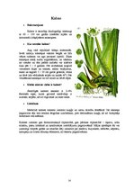 Referāts 'Ārstniecības augi', 14.