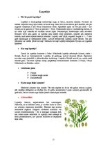 Referāts 'Ārstniecības augi', 17.