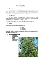 Referāts 'Ārstniecības augi', 18.