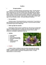 Referāts 'Ārstniecības augi', 20.