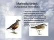 Prezentācija 'Tārtiņveidīgie', 15.