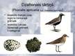 Prezentācija 'Tārtiņveidīgie', 16.