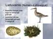 Prezentācija 'Tārtiņveidīgie', 24.