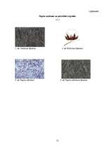 Referāts 'Papīra īpašības un pārstrāde', 25.