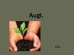 Prezentācija 'Augi', 1.