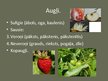 Prezentācija 'Augi', 7.