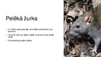 Prezentācija 'Kaitēkļu kontrole', 6.