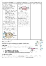 Konspekts 'RSU Molekulārā un šūnu bioloģija 1. kolokvijam vajadzīgais konspekts', 7.