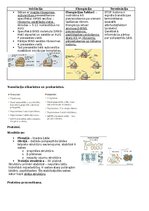 Konspekts 'RSU Molekulārā un šūnu bioloģija 1. kolokvijam vajadzīgais konspekts', 10.