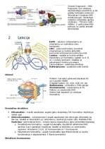 Konspekts 'RSU Molekulārā un šūnu bioloģija 1. kolokvijs', 2.