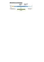 Konspekts 'RSU Molekulārā un šūnu bioloģija 1. kolokvijs', 8.