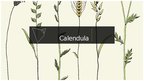 Prezentācija 'Calendula', 1.