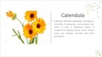 Prezentācija 'Calendula', 2.