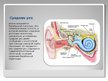 Prezentācija 'Орган слуха и равновесия', 4.
