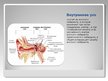 Prezentācija 'Орган слуха и равновесия', 5.