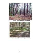 Referāts 'Meža apsaimniekošana Žīguru iecirknī', 41.