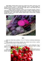 Konspekts 'Dārzeņu klasifikācija. Ēdienu receptes', 7.