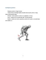 Referāts 'Locītavu saišu sastiepumu rehabilitācija', 5.