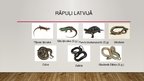 Prezentācija 'Rāpuļu klase', 11.