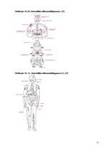 Konspekts 'Neirosifiliss', 13.