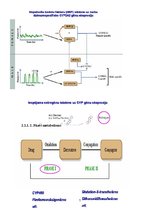 Konspekts 'Dzimumatšķirības farmakokinētikā', 7.