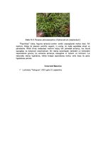 Konspekts 'Dabas liegums - Posolnīca', 4.