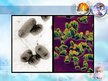 Prezentācija 'Enterobaktērija Yersinia Pestis', 6.