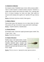 Referāts 'Kukaiņi - Insecta', 10.