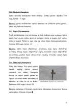 Referāts 'Kukaiņi - Insecta', 15.