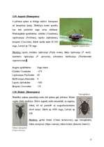 Referāts 'Kukaiņi - Insecta', 17.
