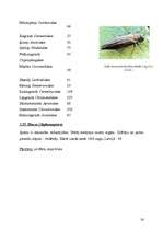 Referāts 'Kukaiņi - Insecta', 24.