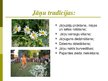 Prezentācija 'Jāņu svinēšana', 3.