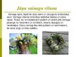 Prezentācija 'Jāņu svinēšana', 5.
