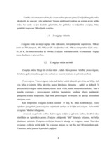 Referāts 'Zvaigznes', 4.